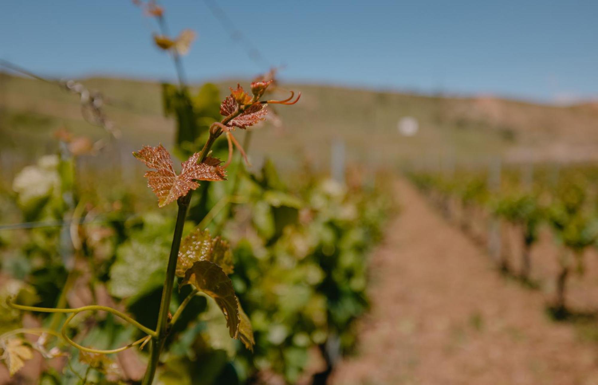 גורי Chateau Ateni Cottages מראה חיצוני תמונה